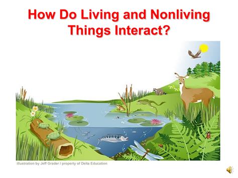 What is the relationship between living and nonliving things  .